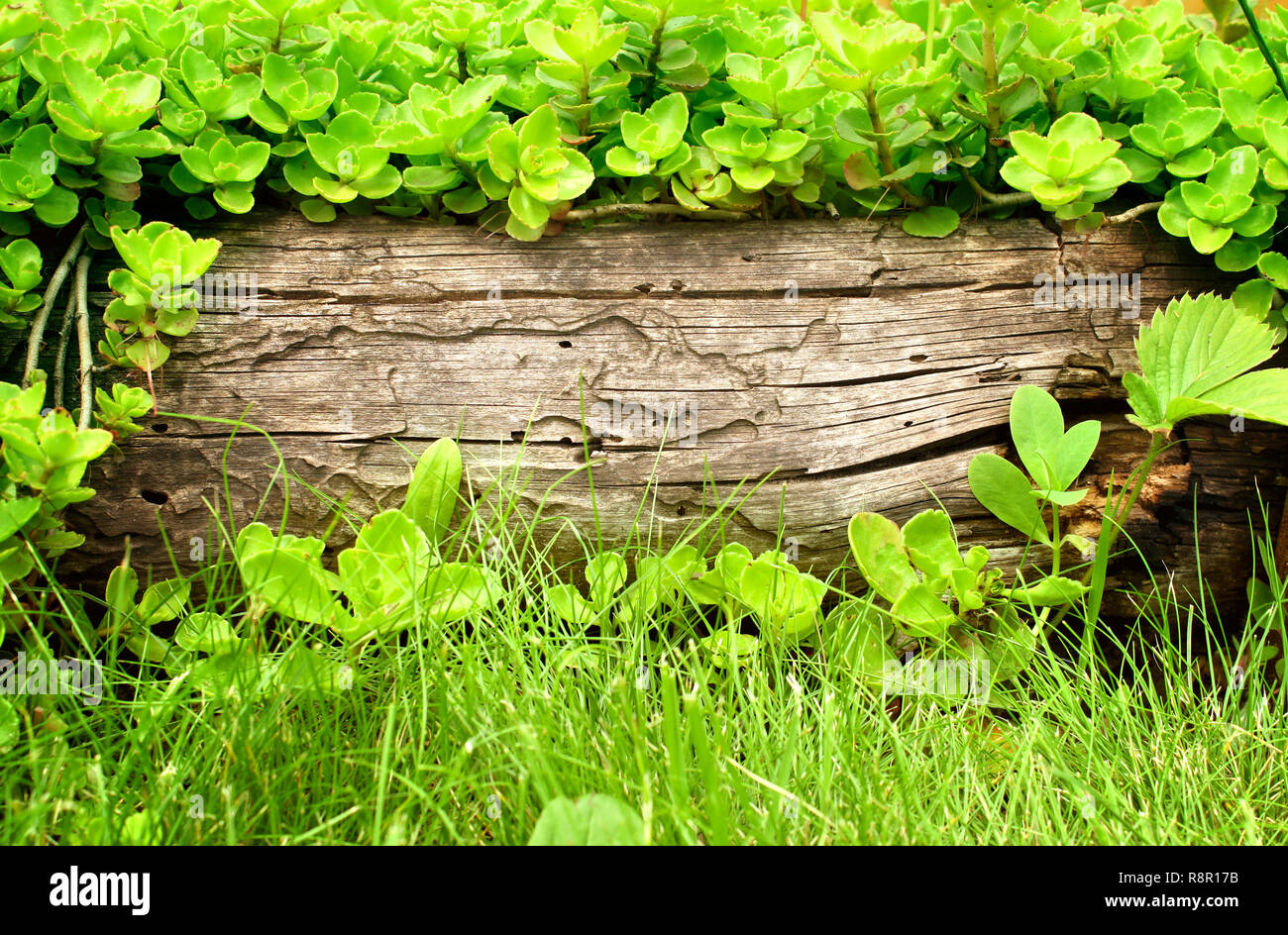 Summer background with old wooden plank, grass and green leaves Stock ...