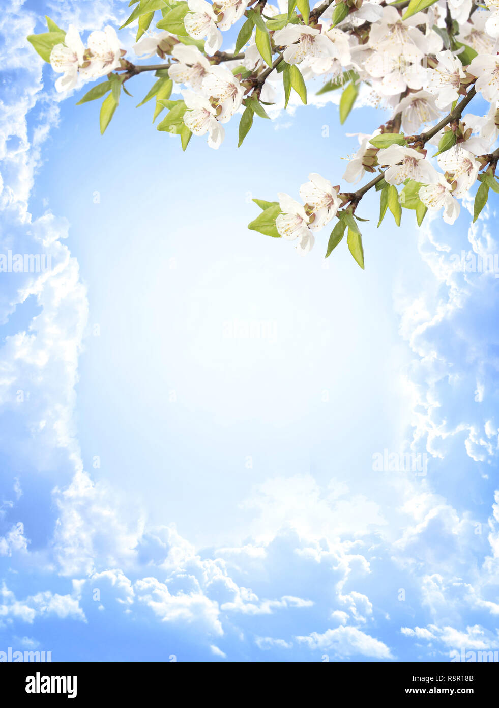 Flowers of cherry and blue sky Stock Photo - Alamy
