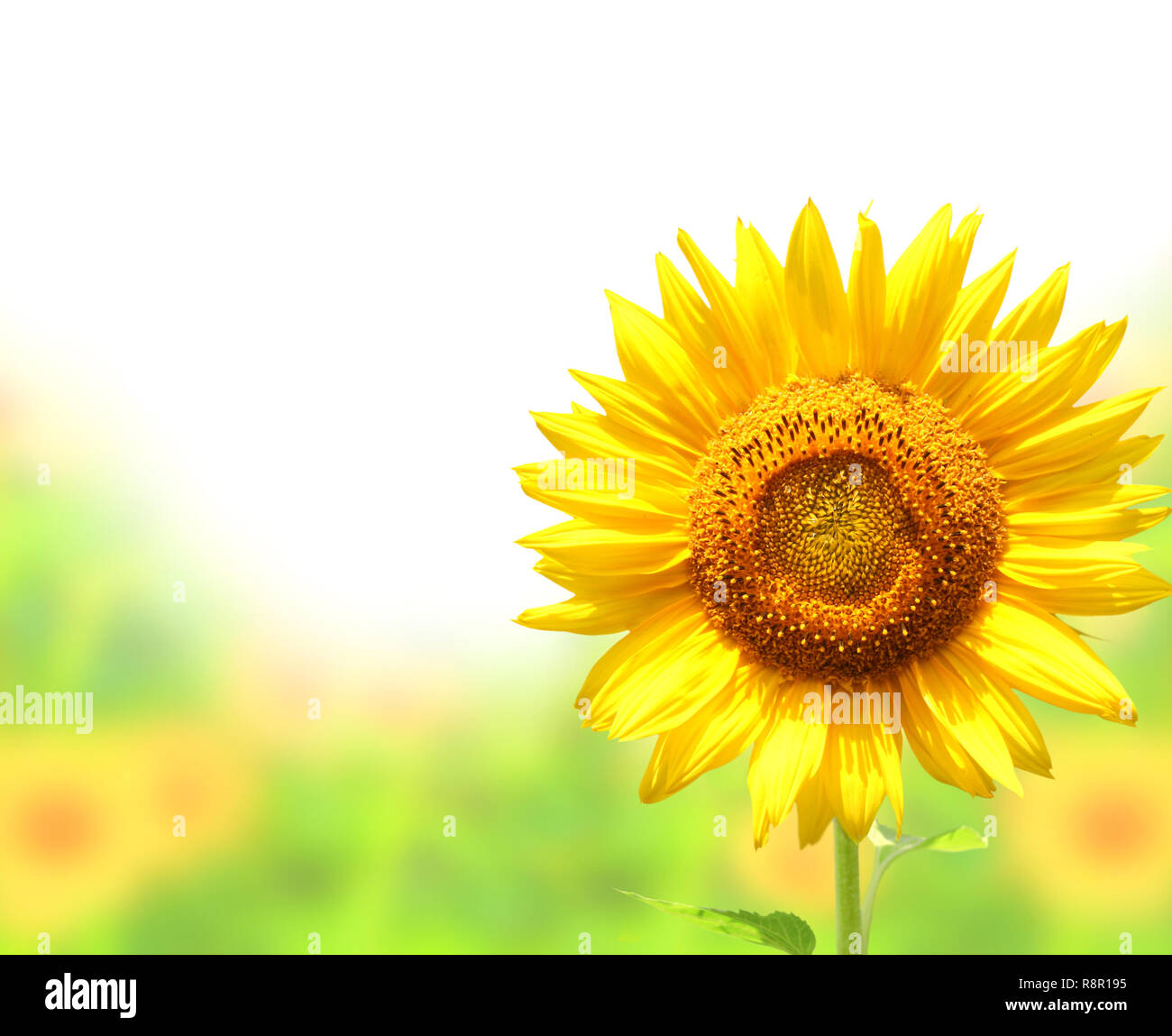 Yellow sunflower. Isolated over white Stock Photo - Alamy