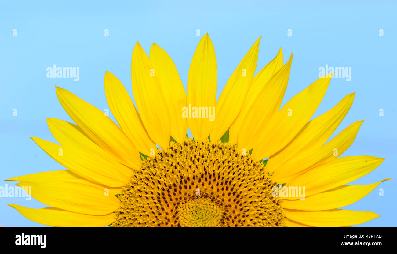 Field of sunflowers and blue sky Stock Photo - Alamy