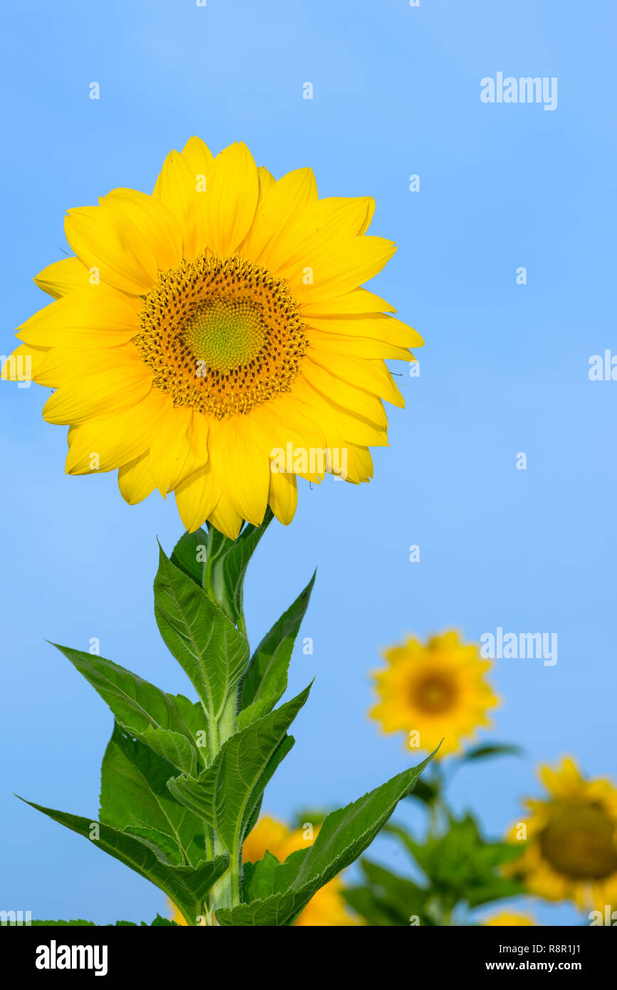Field of sunflowers and blue sky Stock Photo - Alamy