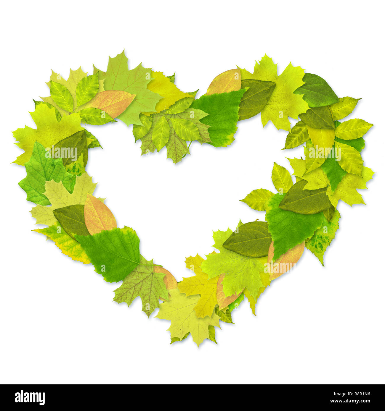 Heart from green leaves - over white Stock Photo - Alamy