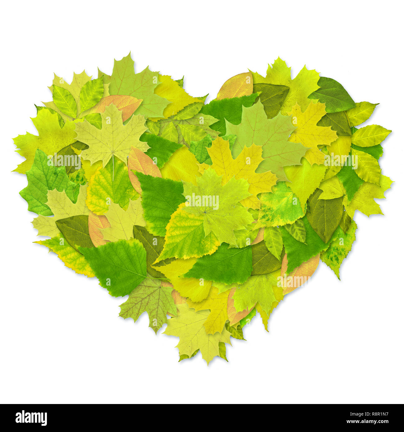 Heart from green leaves - over white Stock Photo - Alamy