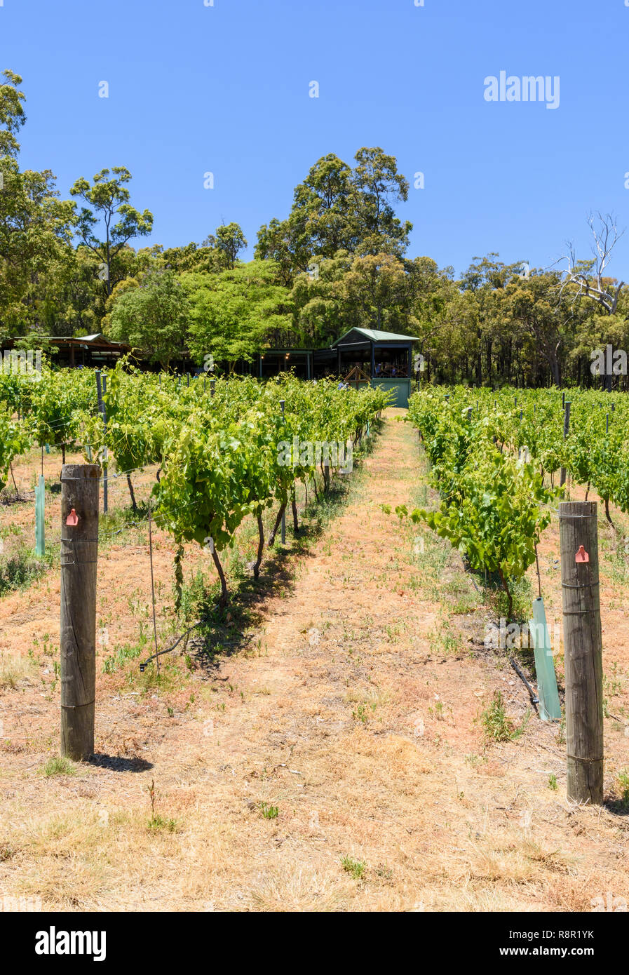 Grapevines at Fairbrossen Winery and Cafe in the Bickley Valley, Carmel, Western Australia Stock Photo