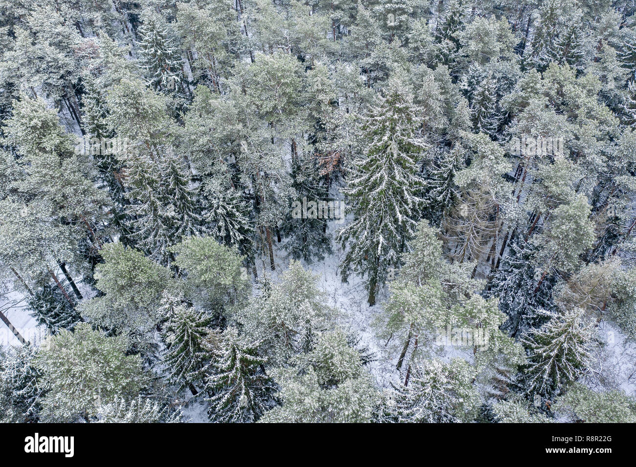 frozen fir and pine trees in the snow. winter forest aerial view Stock ...