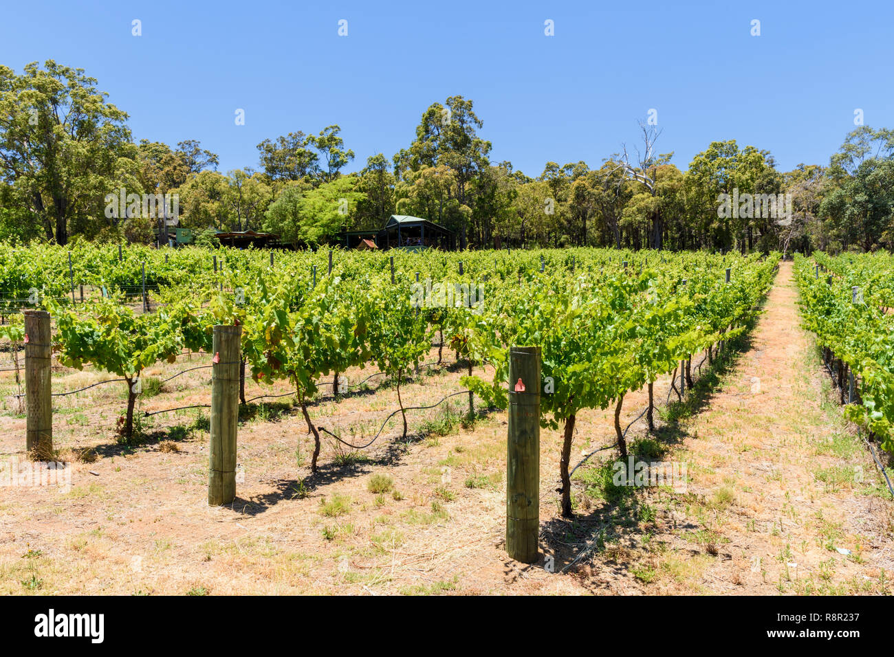 Grapevines at Fairbrossen Winery and Cafe in the Bickley Valley, Carmel, Western Australia Stock Photo
