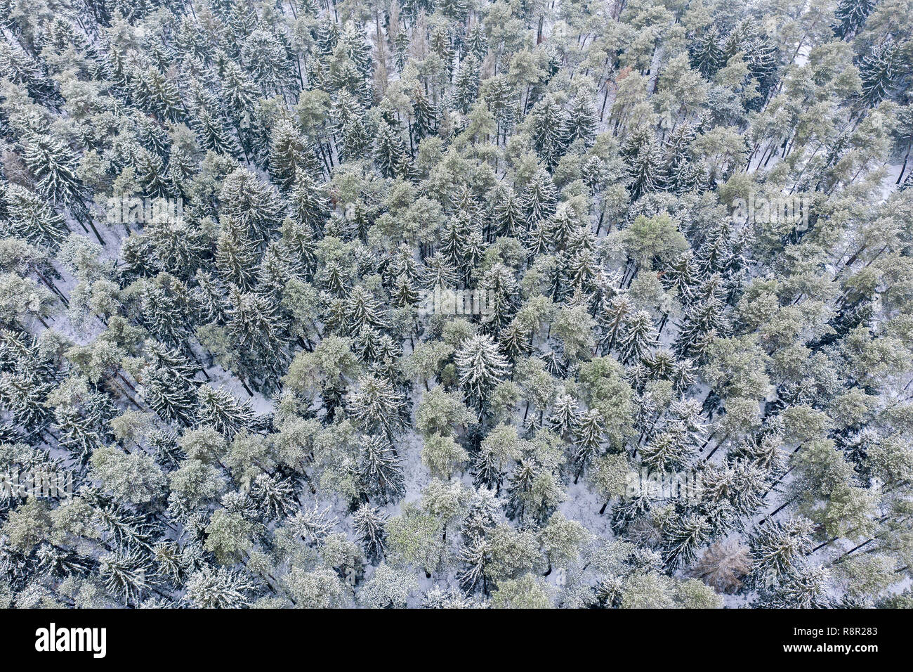 frozen pine and fir trees in the snow in winter. christmas background. winter snowy forest bird's eye view Stock Photo