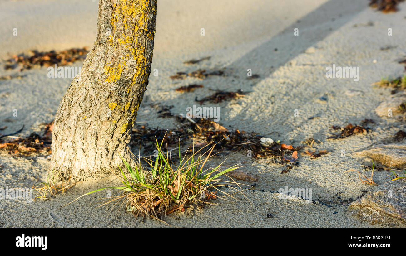 Part of a tree trunk on a sandy beach. Copy space to the right. Stock Photo