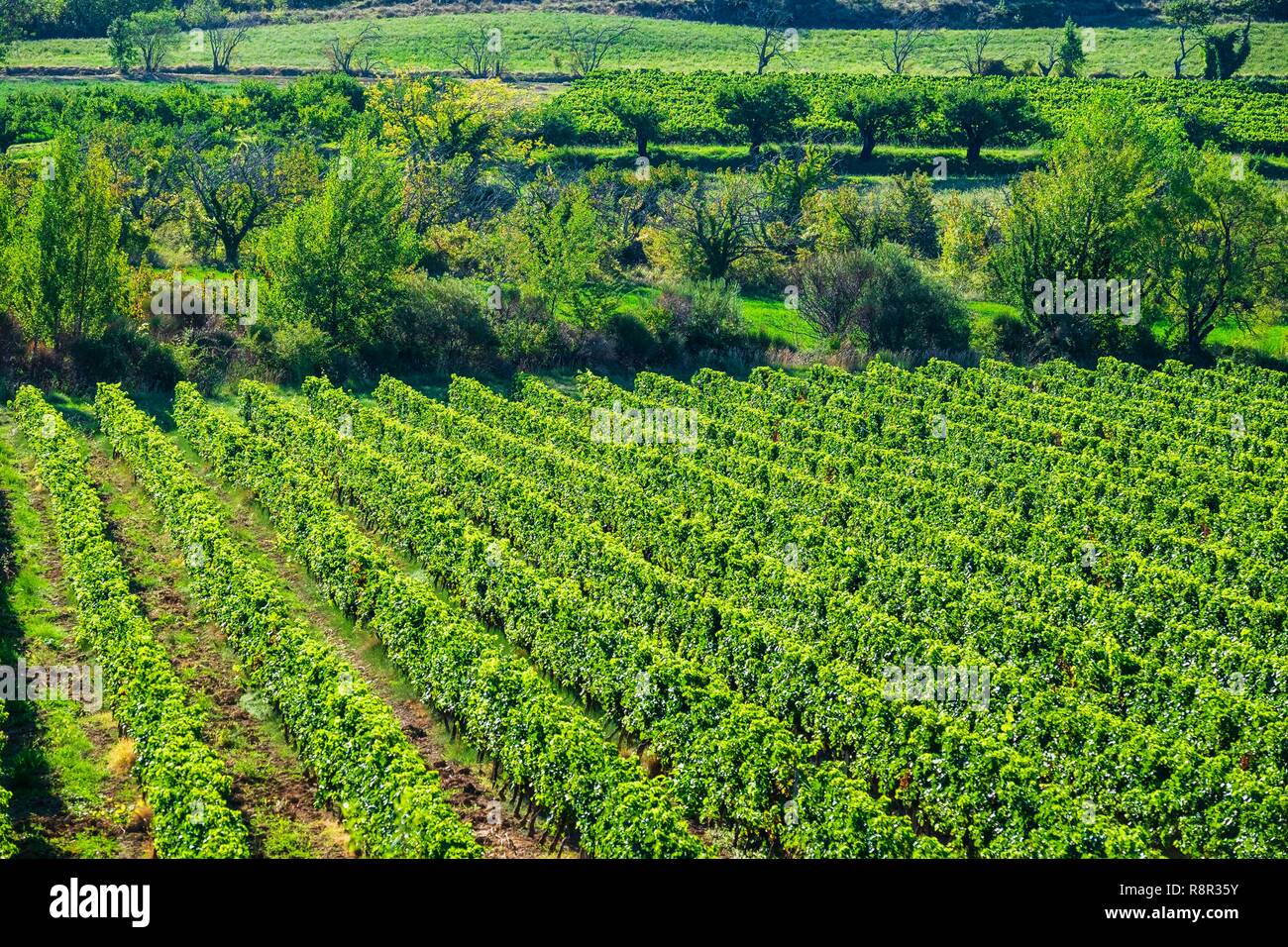 France Ardeche Lussas Ardeche Vineyard Stock Photo Alamy france-ardeche-lussas-ardeche-vineyard-stock-photo-alamy