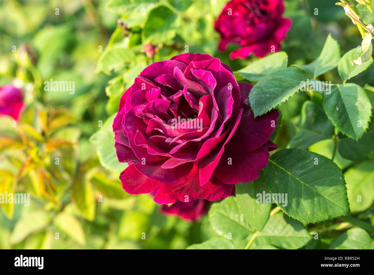 The flower of the forgotten rose 'Souvenir du Docteur Jamain' from the mid-19th century, Czech Republic  on 28th May 2018 (CTK Photo Kiesenbauer Zdene Stock Photo