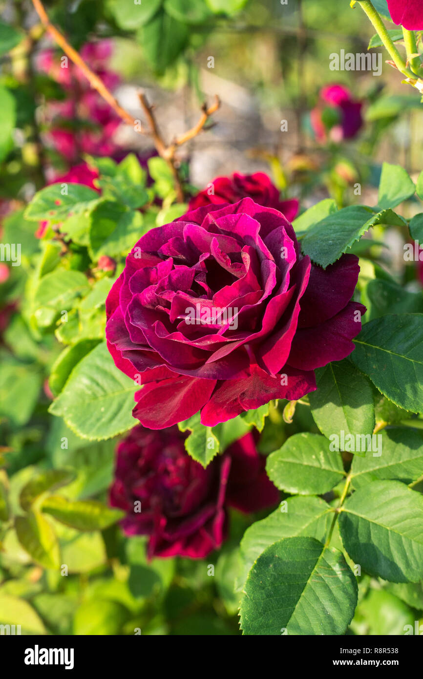 The flower of the forgotten rose 'Souvenir du Docteur Jamain' from the mid-19th century, Czech Republic  on 28th May 2018 (CTK Photo Kiesenbauer Zdene Stock Photo