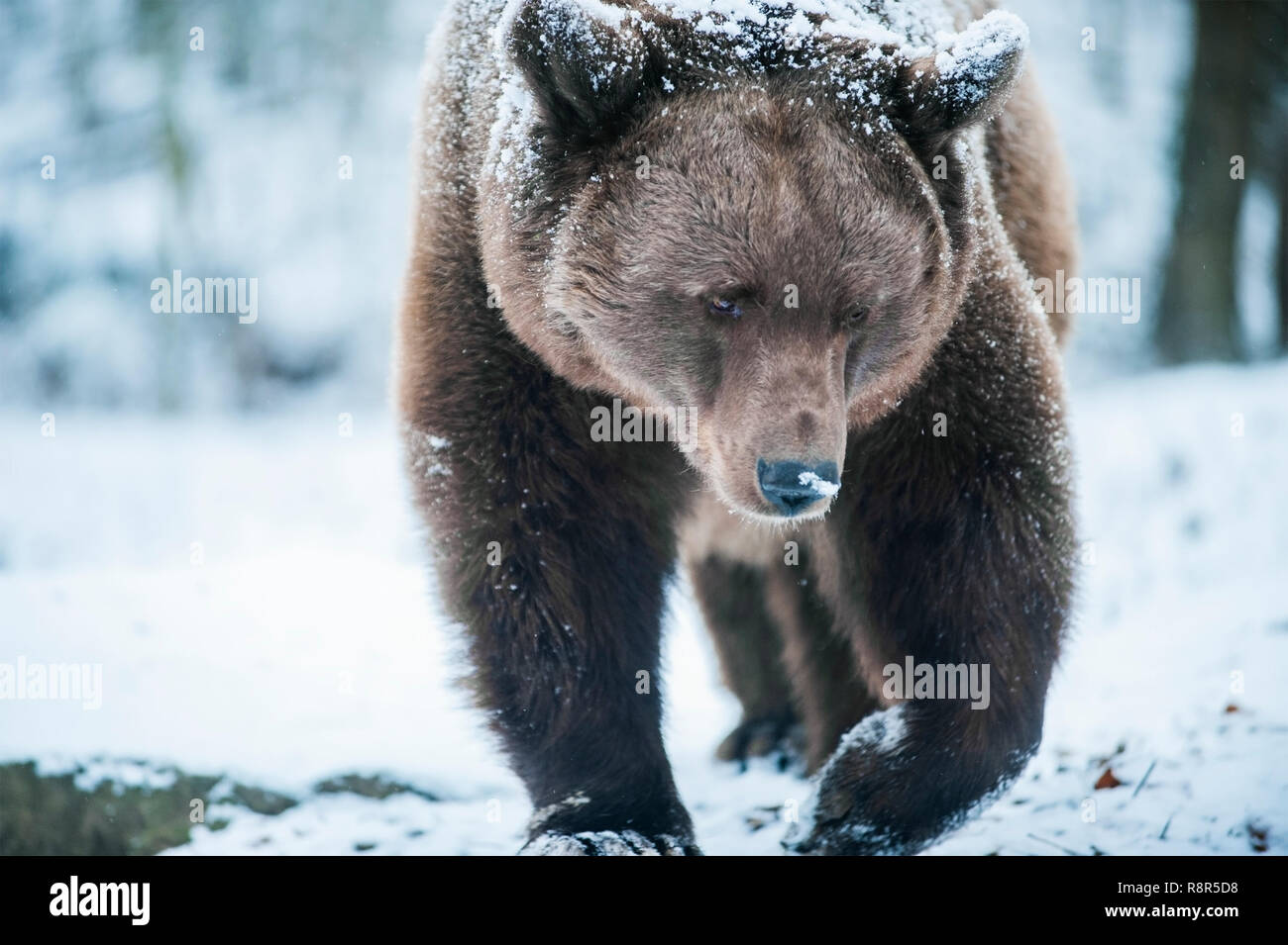 Portrait of Brown Bear in Winter Nature. Stock Photo