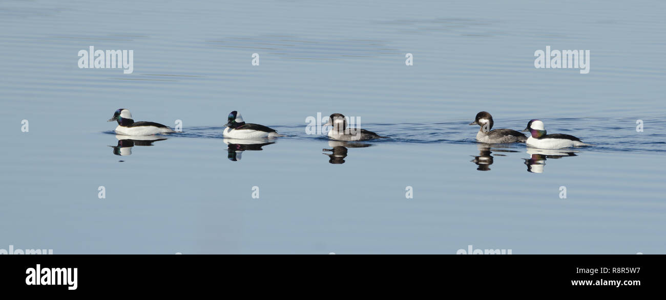 Bufflehead ducks (Bucephala albeola) in springtime.  White ducks with black backs visit a northern lake. Stock Photo