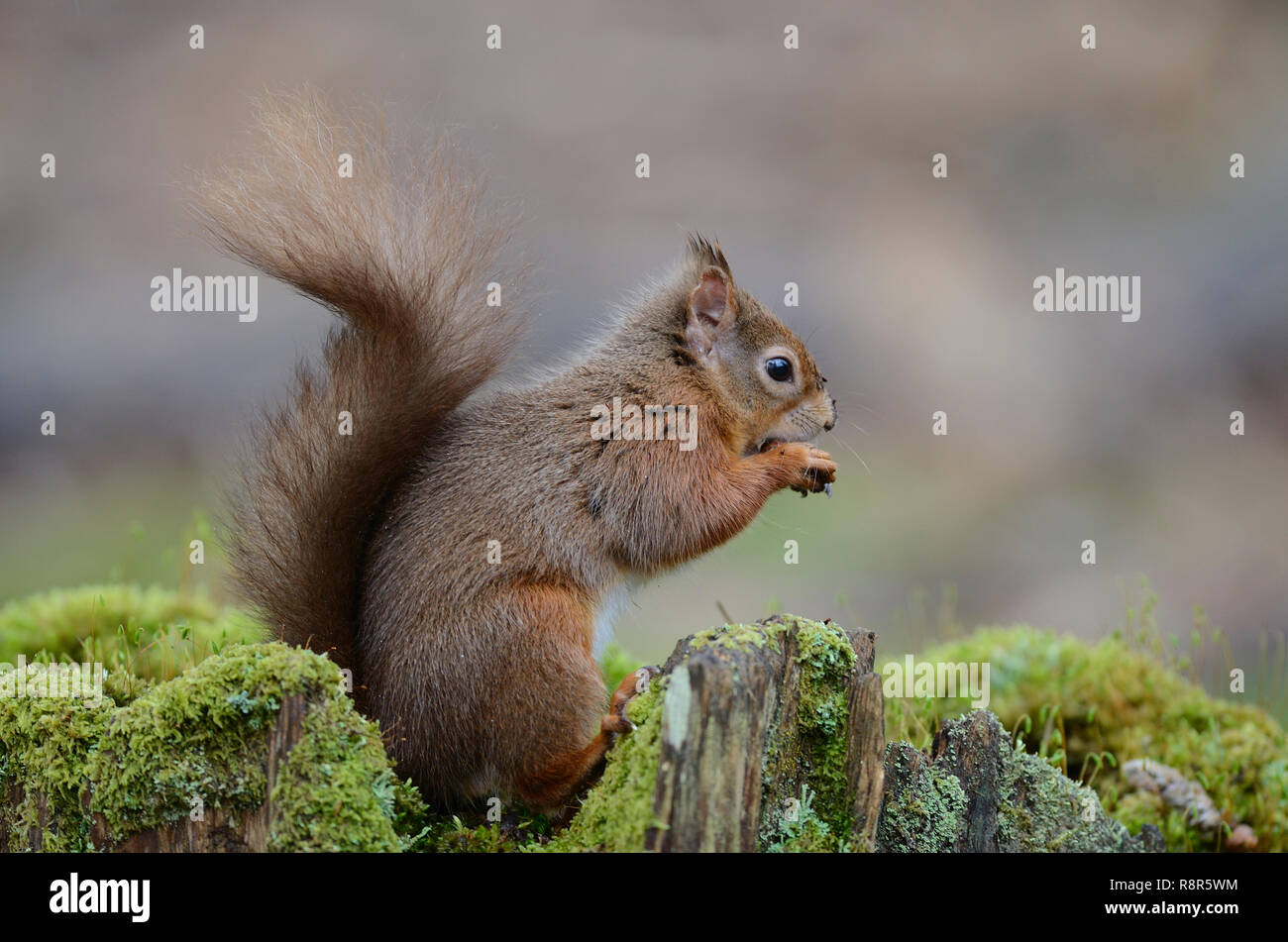 red squirrel Stock Photo