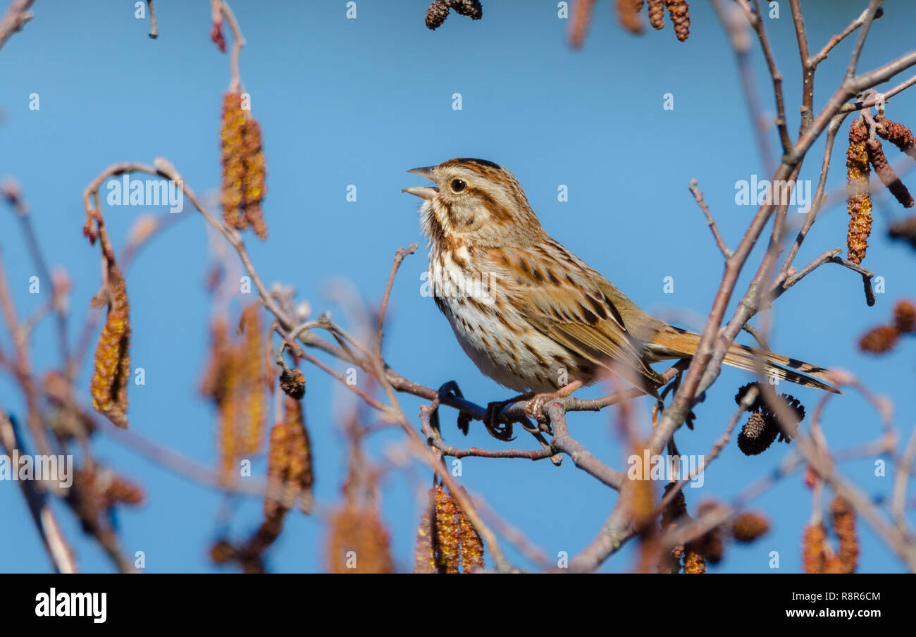 The song sparrow (Melospiza melodia) is a medium-sized American sparrow.  This one sings happily and endlessly on a warm, early spring day. Stock Photo