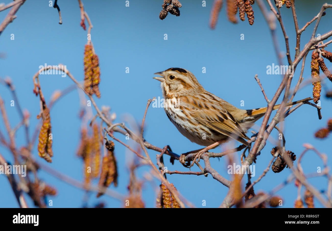 The song sparrow (Melospiza melodia) is a medium-sized American sparrow.  This one sings happily and endlessly on a warm, early spring day. Stock Photo