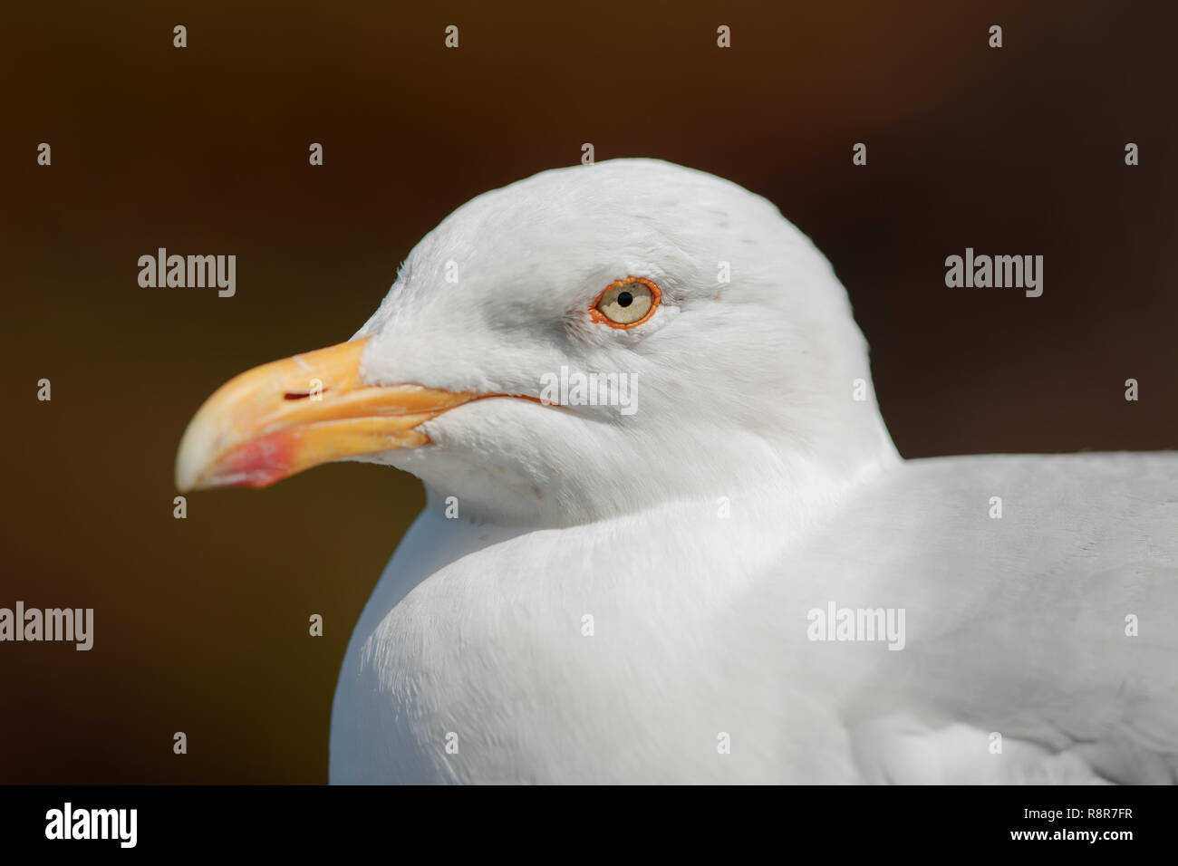 European Herring Seagull Stock Photo