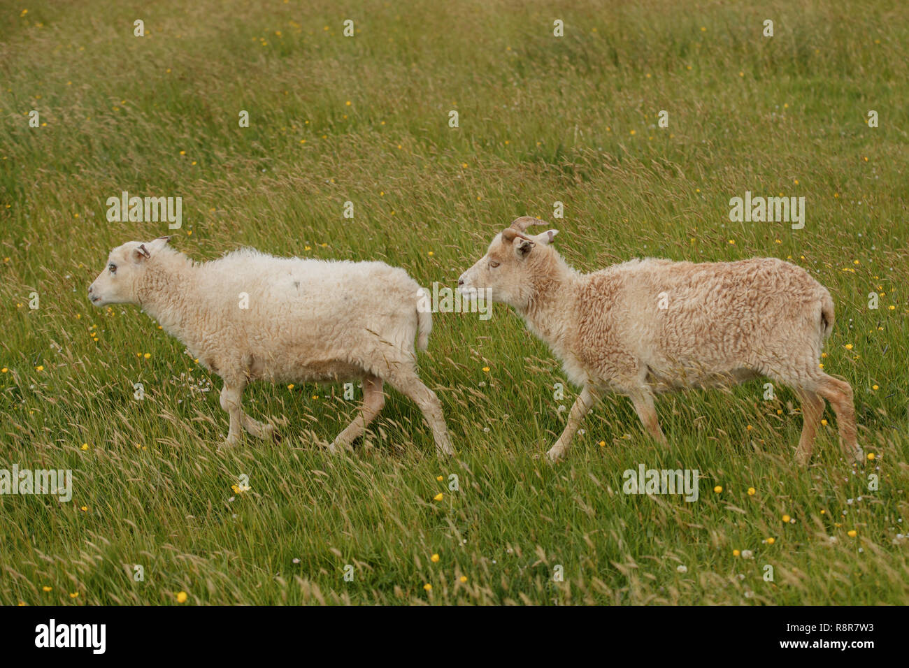 The North Ronaldsay or Orkney sheep is a breed from North Ronaldsay, the northernmost island of Orkney, off the north coast of Scotland. Stock Photo