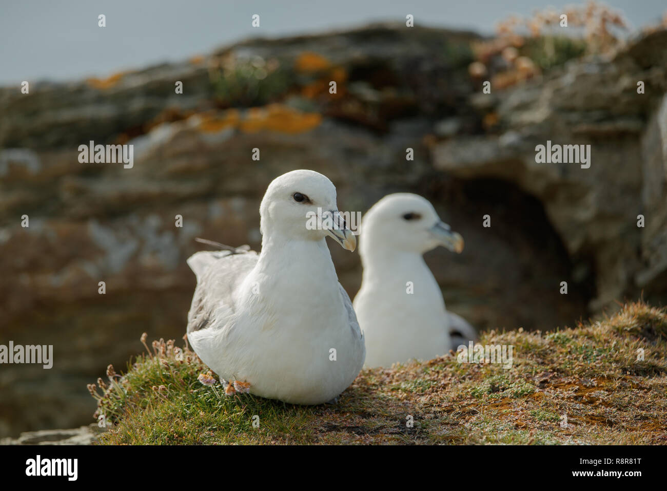 Fulmar seabirds (Fulmaris glacialis) Stock Photo