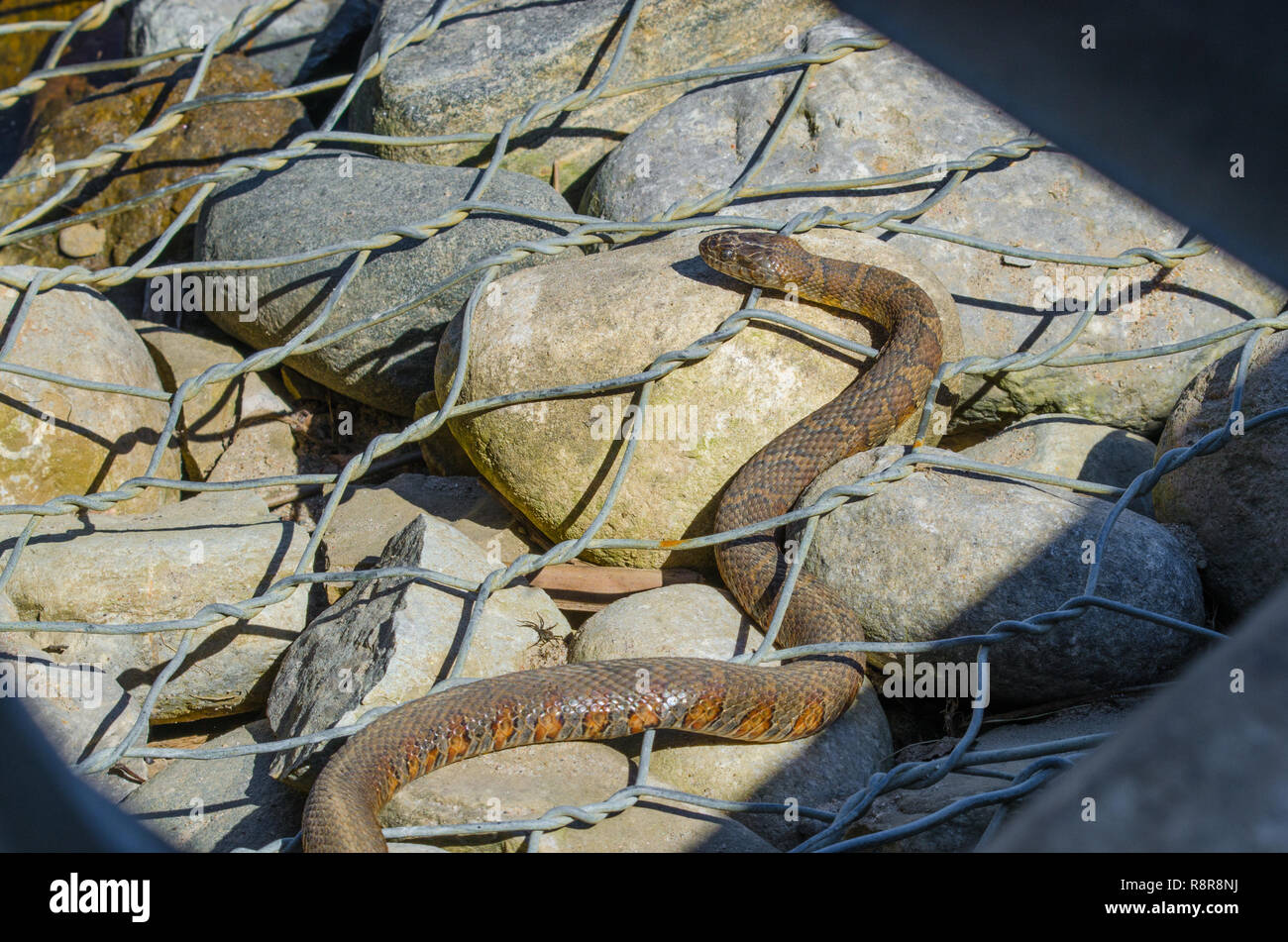 Northern water snake (Nerodia sipedon) large, nonvenomous, common snake in the family Colubridae, basks in sunlight on wired rocks. Stock Photo