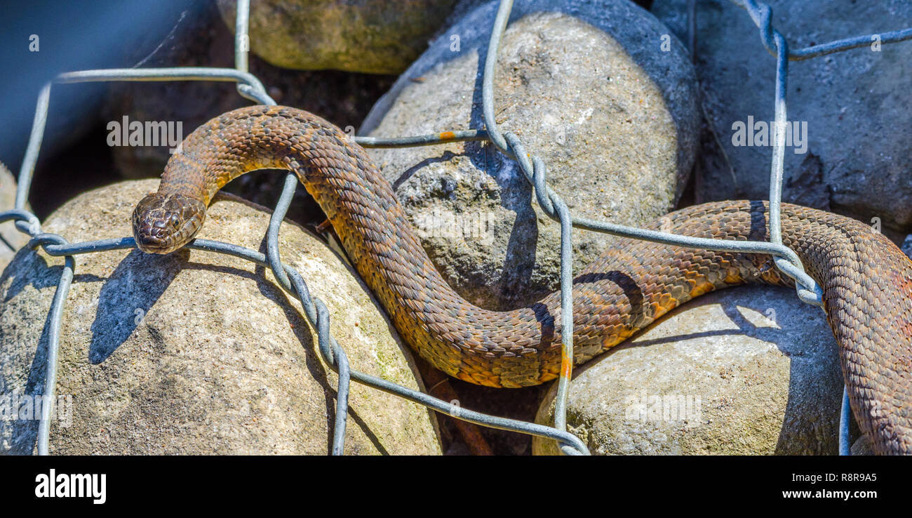 Northern water snake (Nerodia sipedon) large, nonvenomous, common snake in the family Colubridae, basks in sunlight on wired rocks. Stock Photo