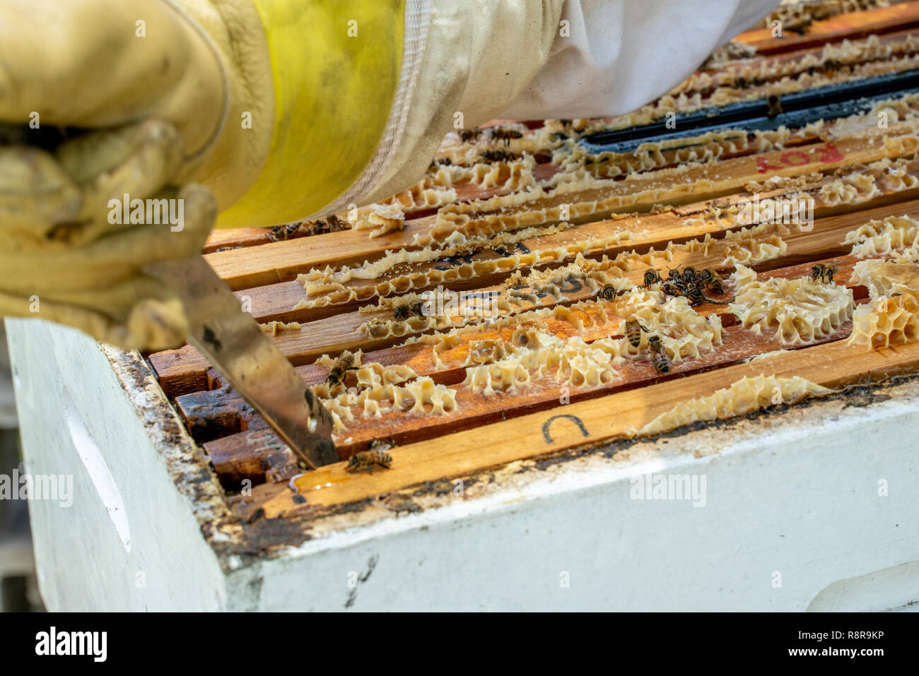 Using a hive tool to lift a frame in a bee hive, for harvesting honey Stock Photo