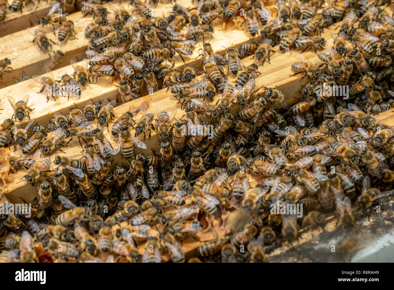 Close up of the inside of a bee hive showing many bees (Apis melifera