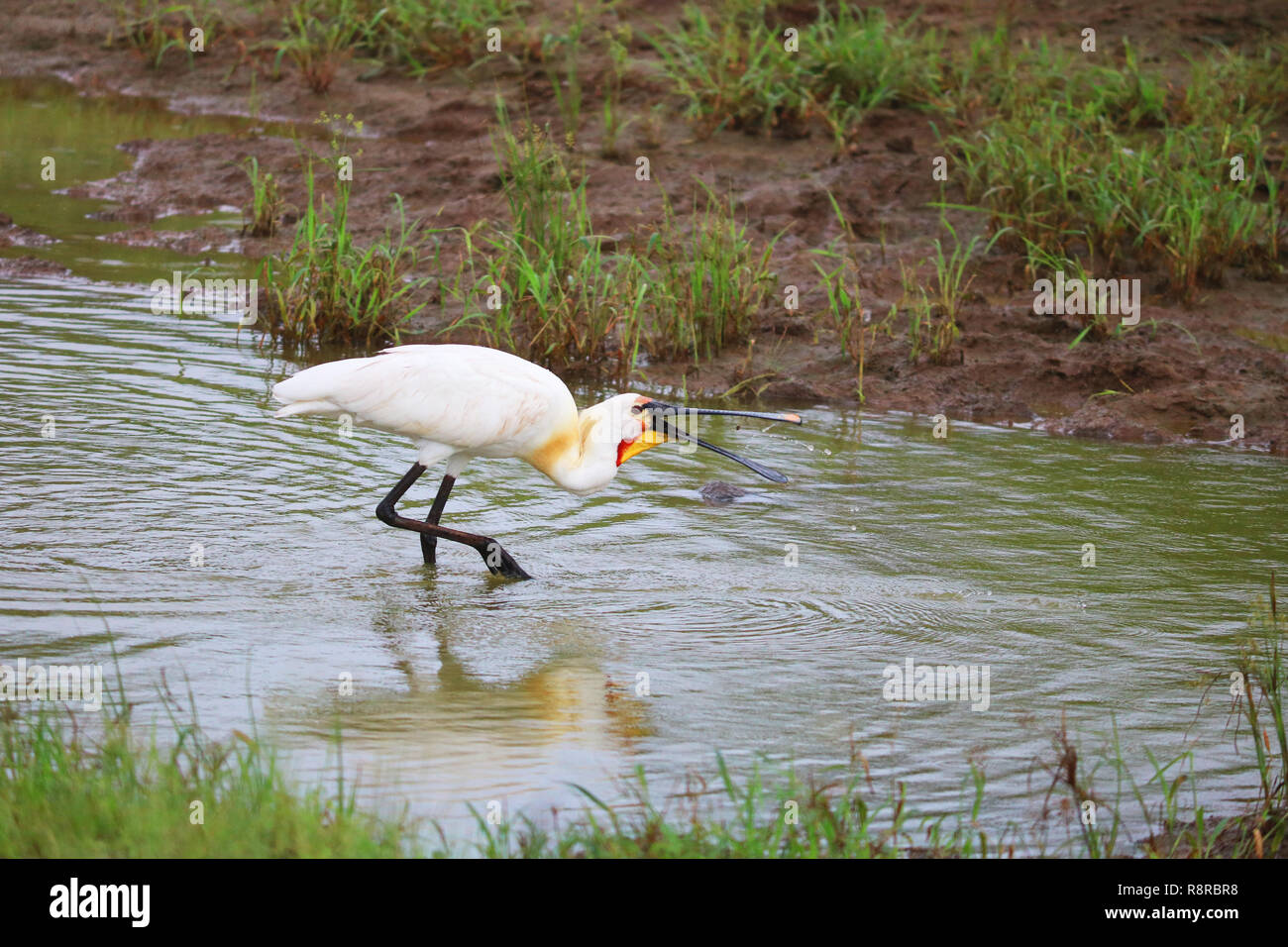 Royal Spoon Bill High Resolution Stock Photography and Images - Alamy