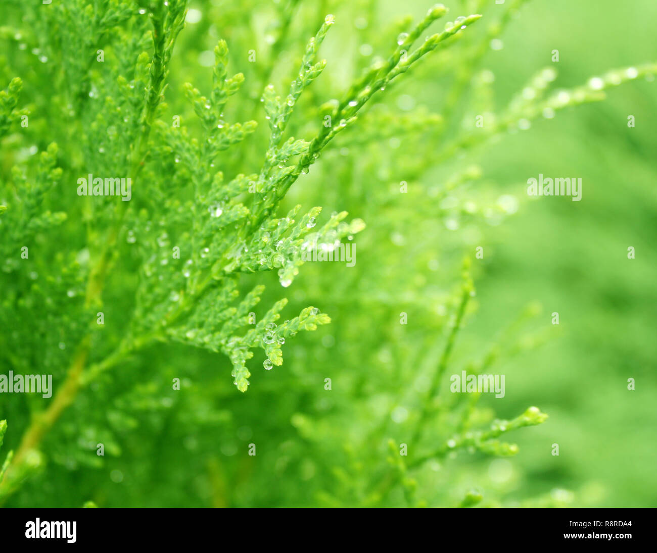 Water drops on thuja hi-res stock photography and images - Alamy