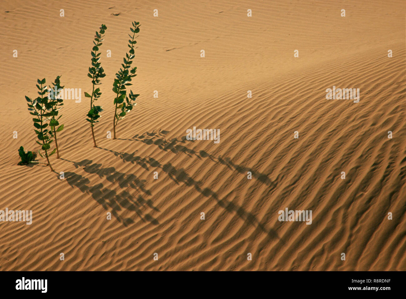 Sand, Dunes, dangri village, Jaisalmer, Rajasthan, India Stock Photo