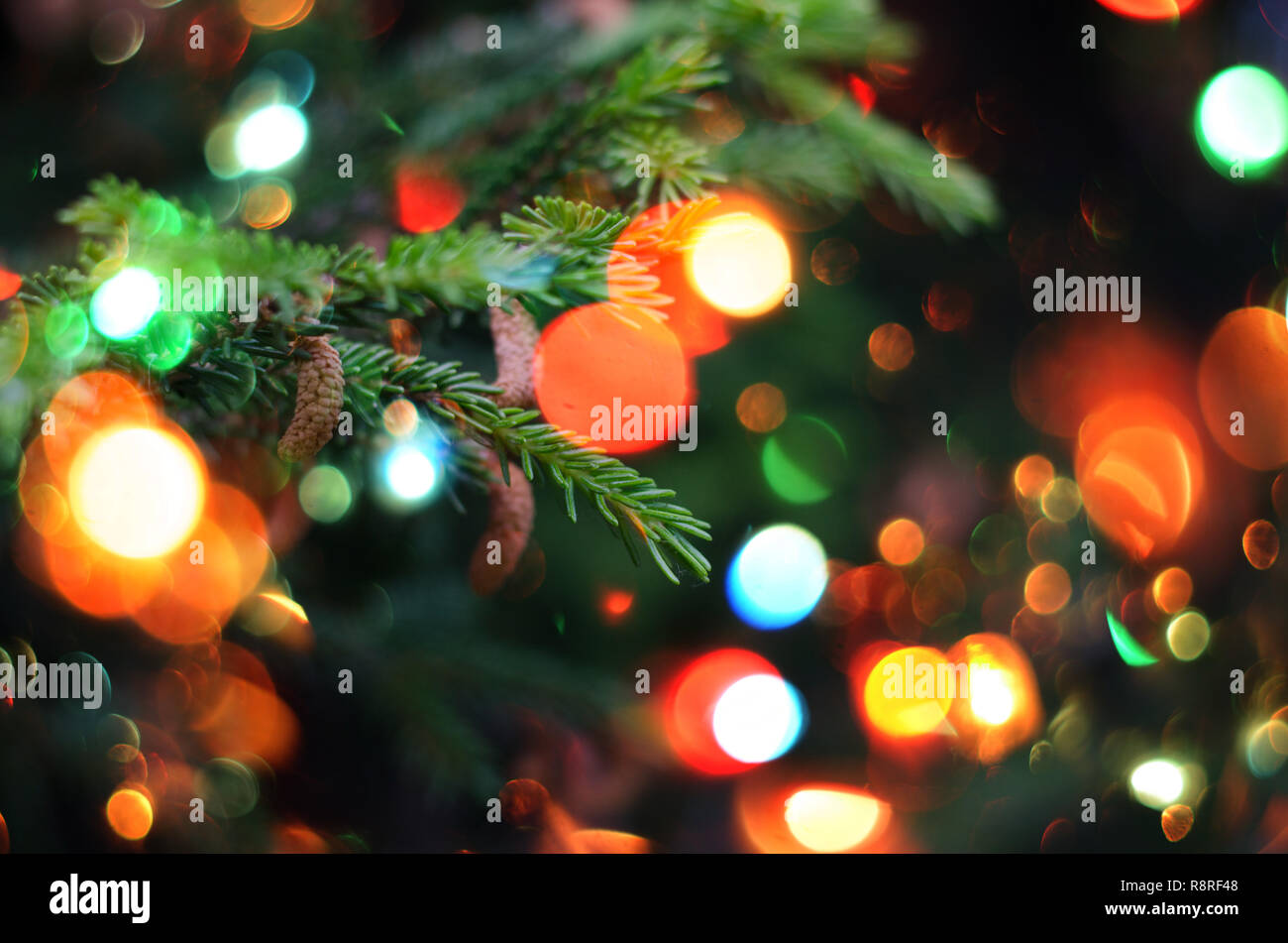 Christmas holiday background. Christmas fir tree against