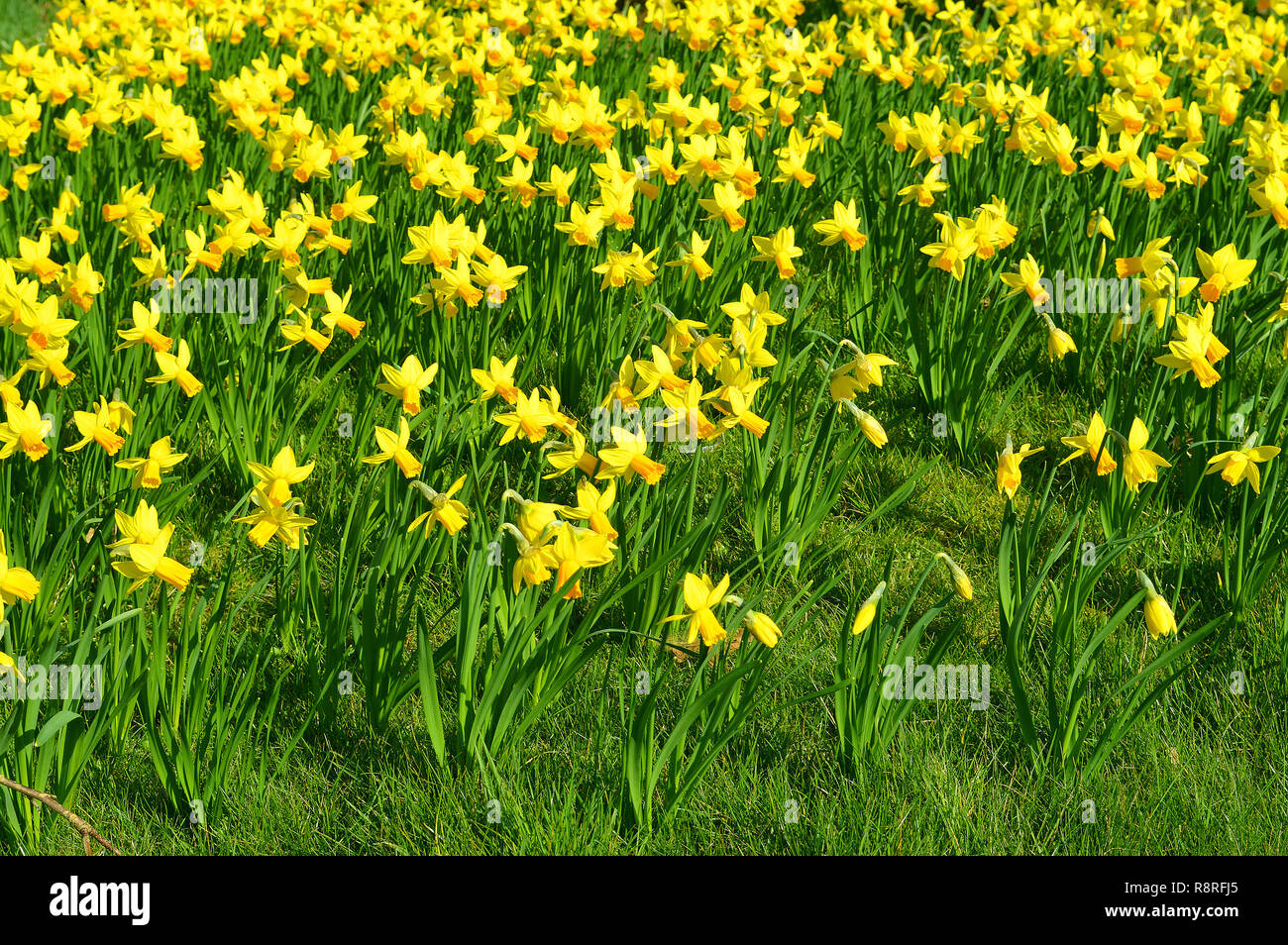 Daffodils Latin name Narcissus February Gold flowers Stock Photo