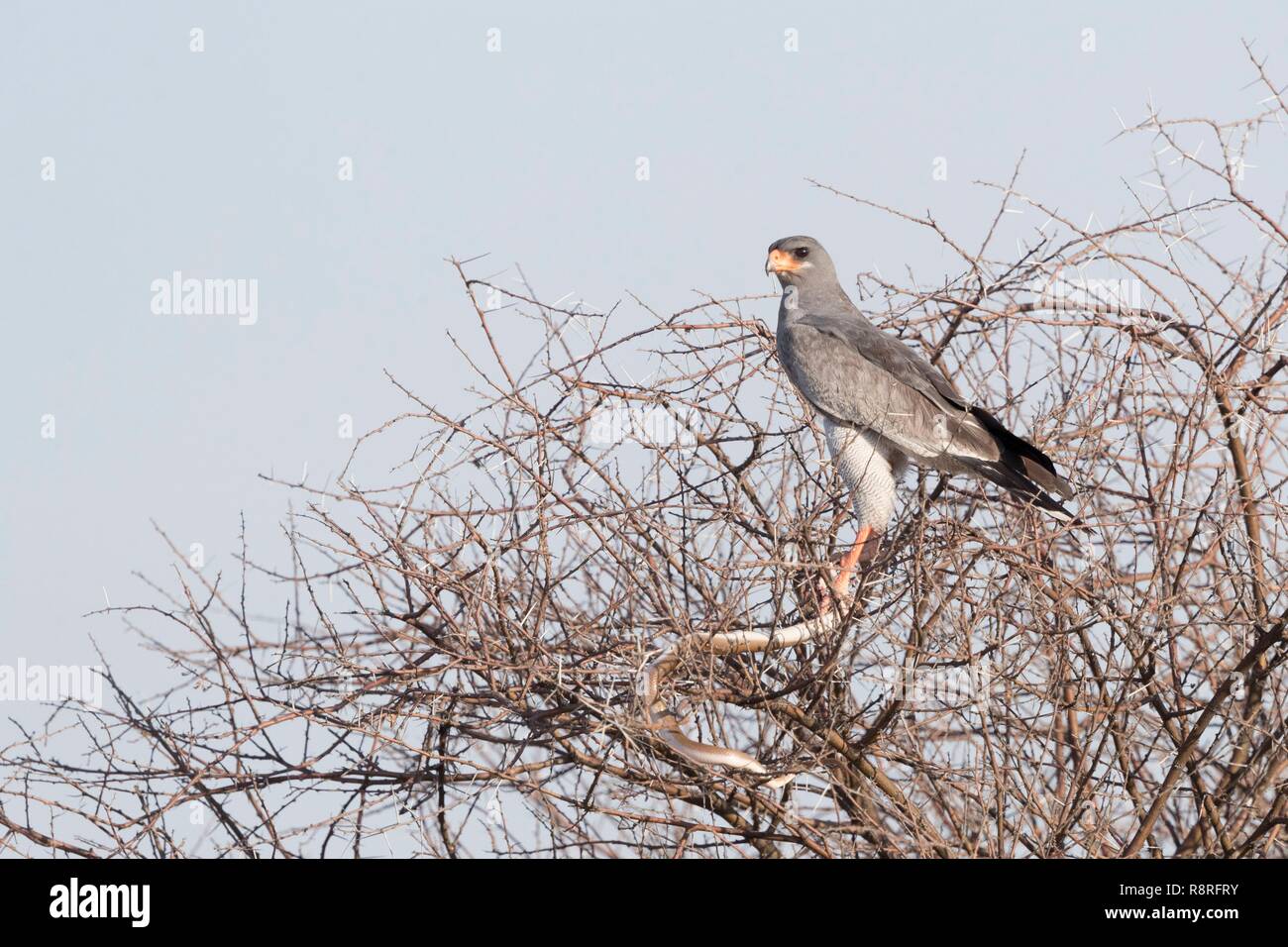 Bostwana, Central Kalahari Game Reserve, Pale chanting goshawk (Melierax canorus), adult perched on a tree with a prey a snake Stock Photo