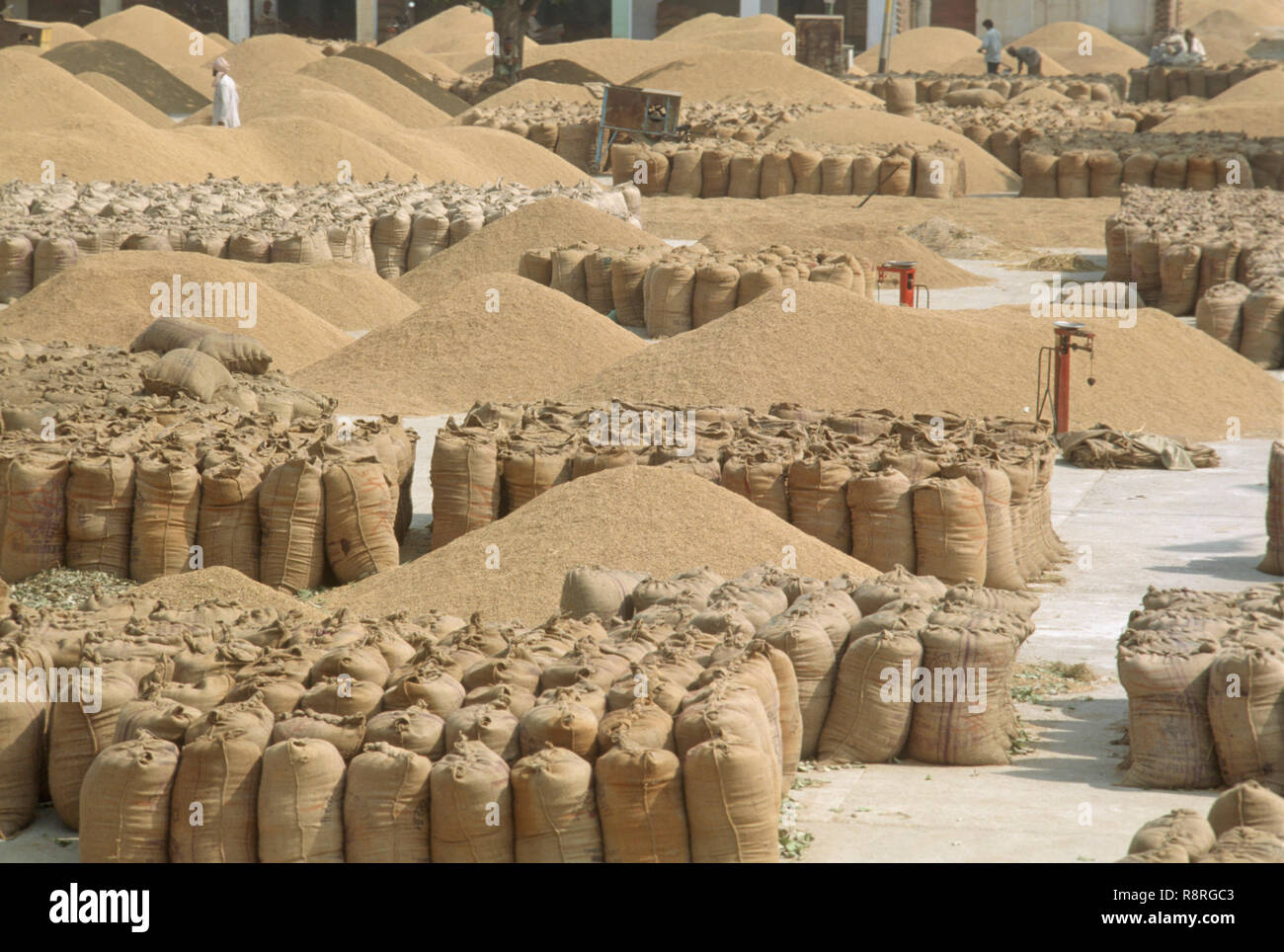 Wheat grain in jute bags , APMC market , Agricultural Produce Market Committee , grain mandi , Punjab , India , Asia , Asian , Indian Stock Photo