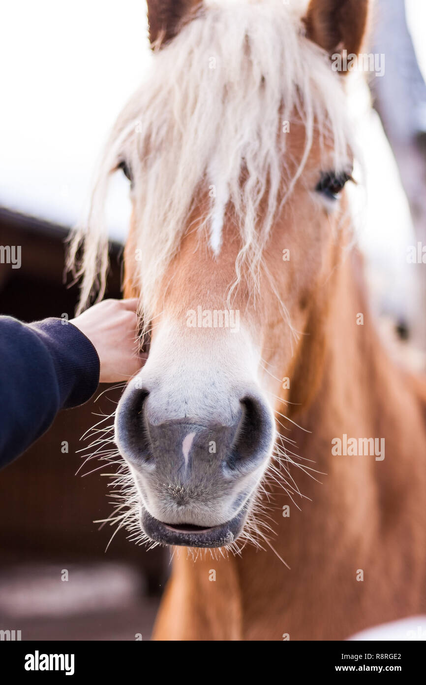 Stroking a horse Stock Photo