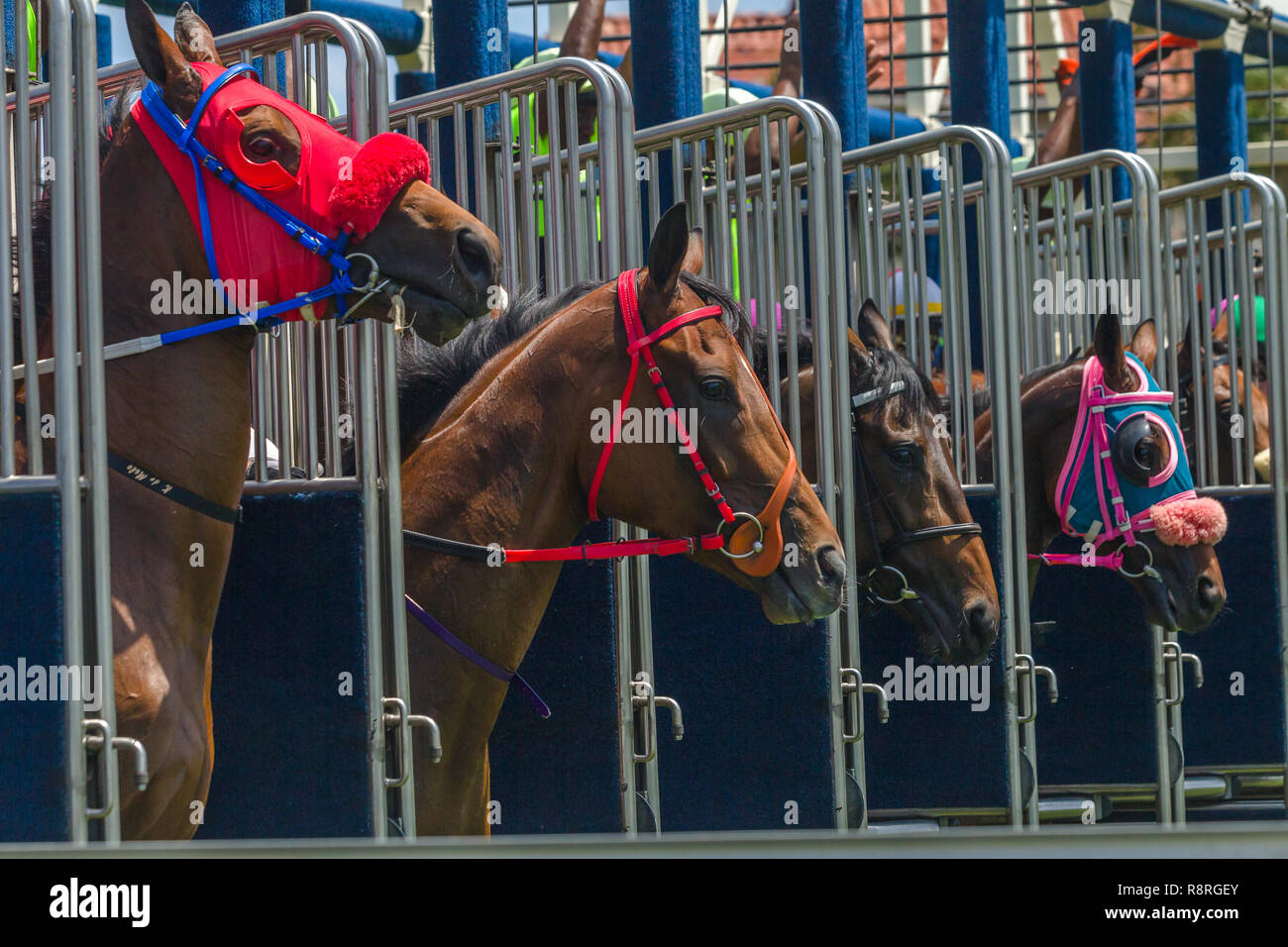 Starting gates hires stock photography and images Alamy