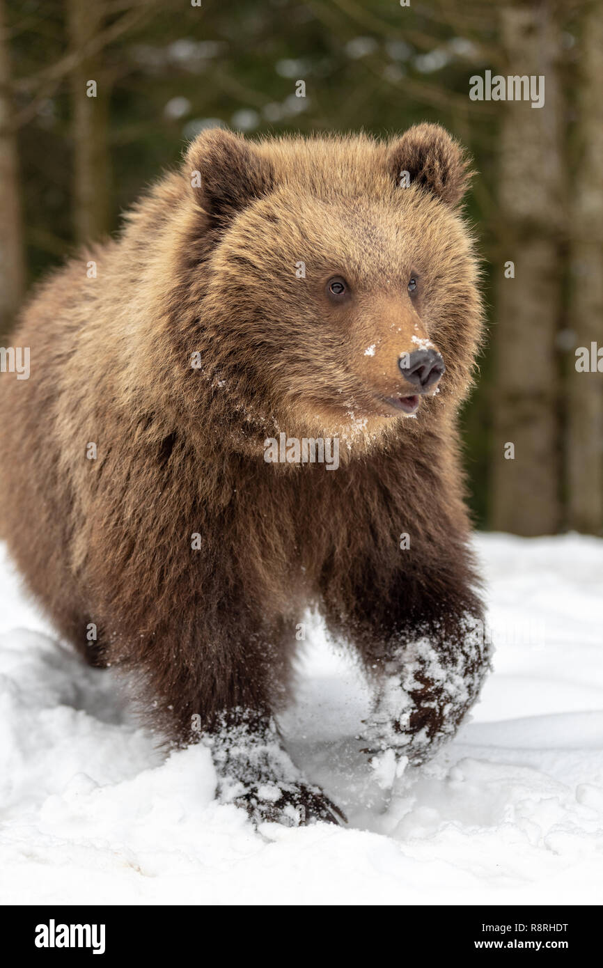 Wild brown bear cub closeup in winter forest Stock Photo - Alamy
