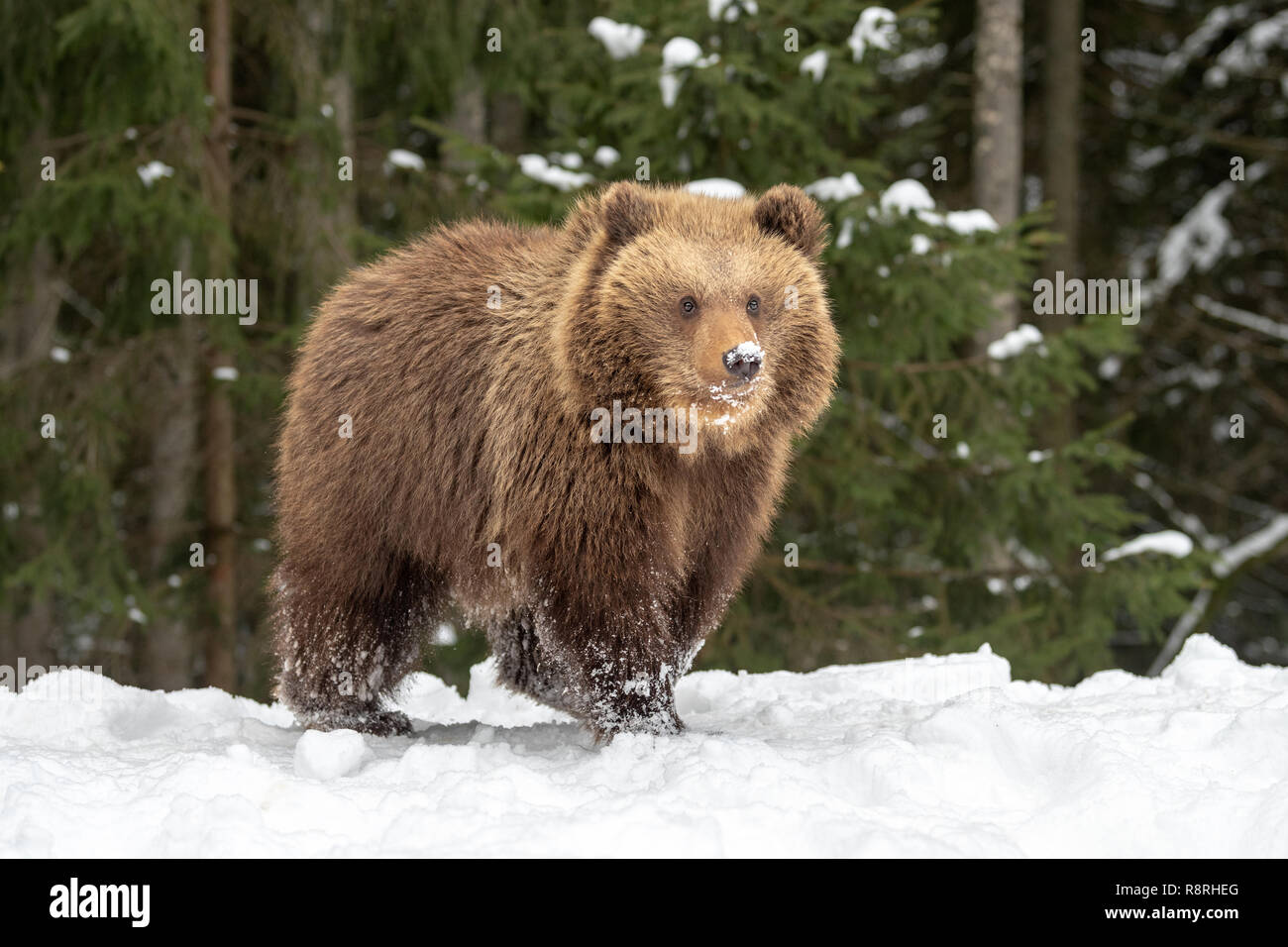 Wild brown bear cub closeup in winter forest Stock Photo - Alamy