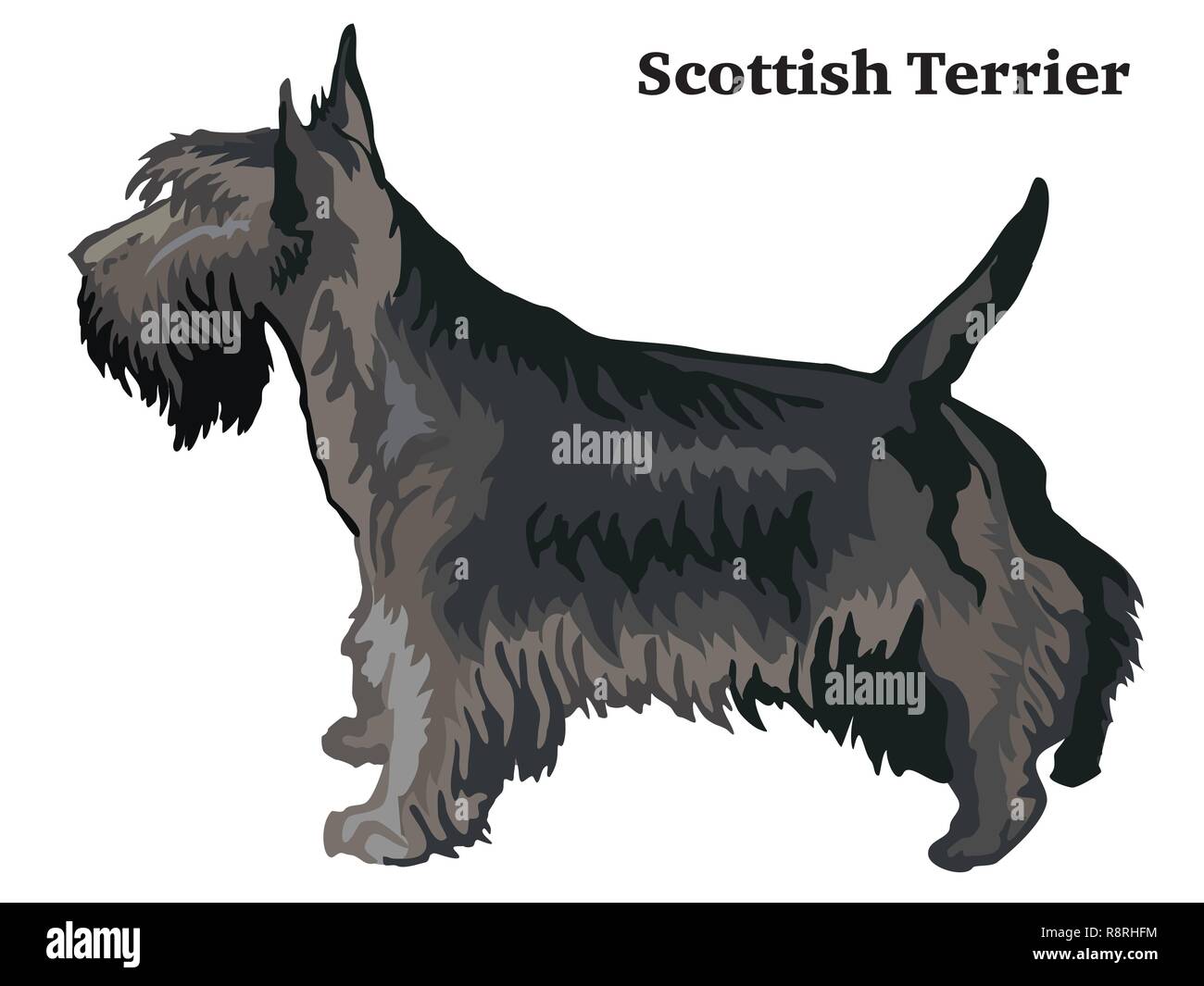 Portrait of standing in profile dog Scottish Terrier, vector colorful illustration isolated on white background Stock Vector