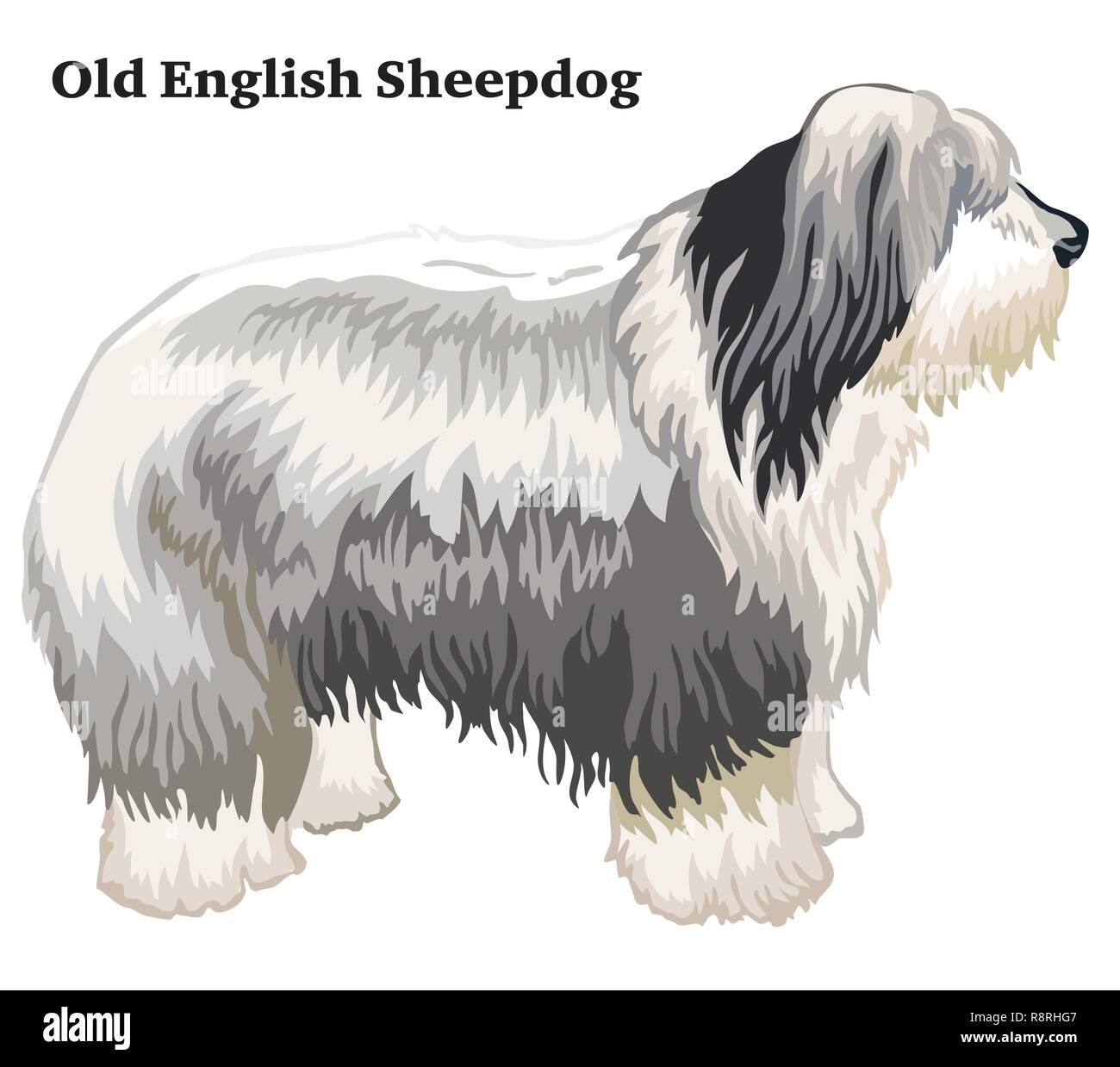 Old English Sheepdog Isolated On White Background Banco de Imagens Royalty  Free, Ilustrações, Imagens e Banco de Imagens. Image 36435706.