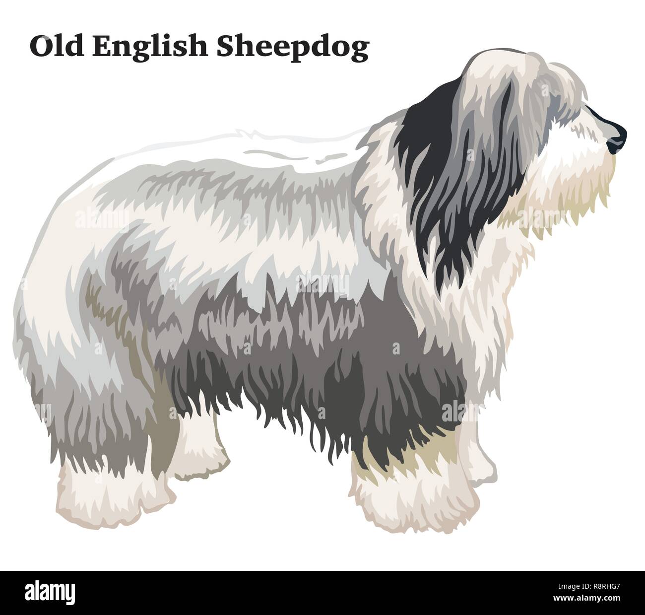 Old English Sheepdog Vector Illustration Royalty Free SVG, Cliparts,  Vectors, and Stock Illustration. Image 87466834.