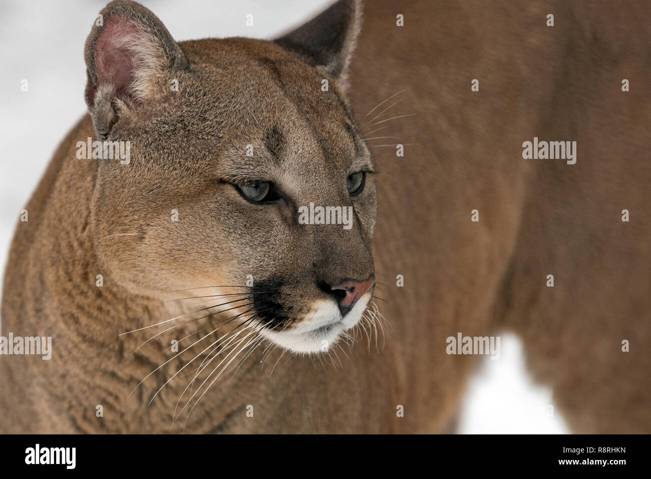 Portrait of a cougar, mountain lion Stock Photo