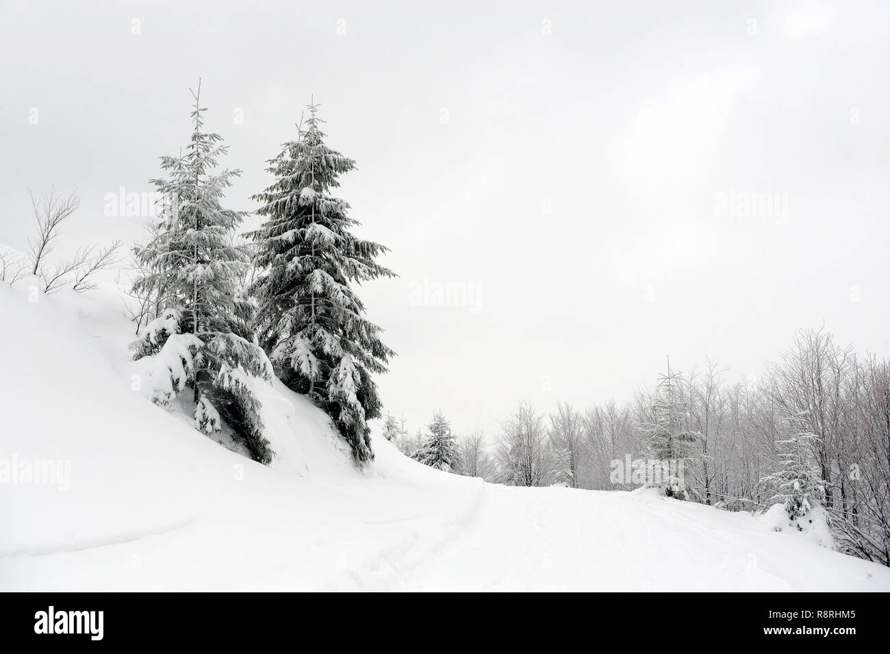 Winter landscape with many snow covered trees Stock Photo - Alamy
