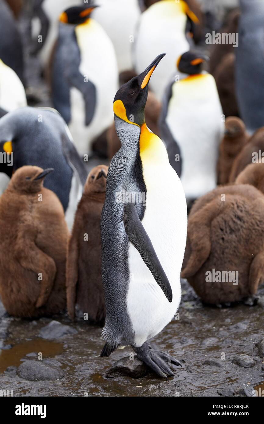Emperor Penguin - CK Emperor Penguin - CK