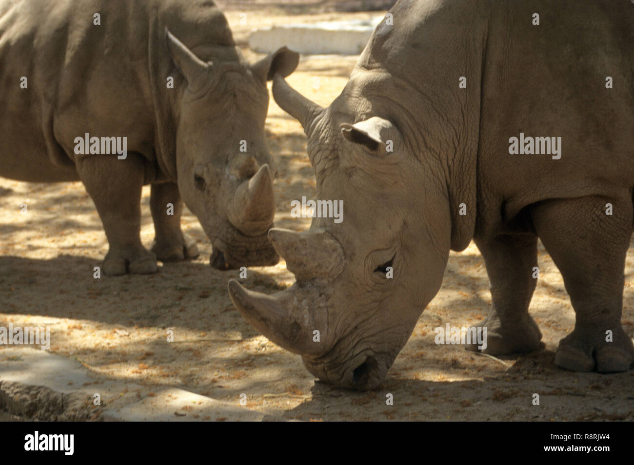 Rhinoceros, Two horned rhino, african, Rhinoceros unicornis Stock Photo