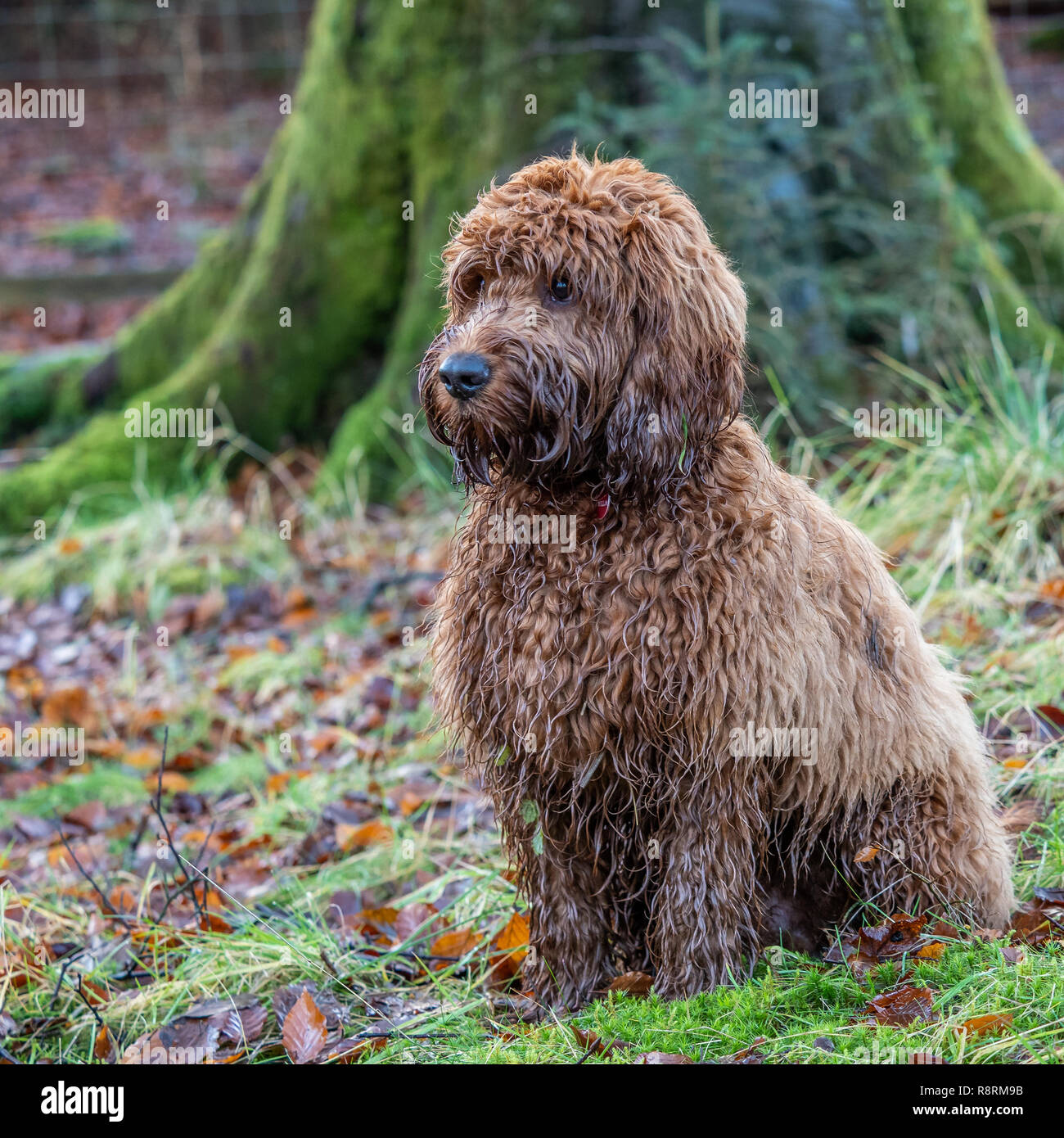 A young cockapoo puppy sitting in the woods amongst the autumn leaves