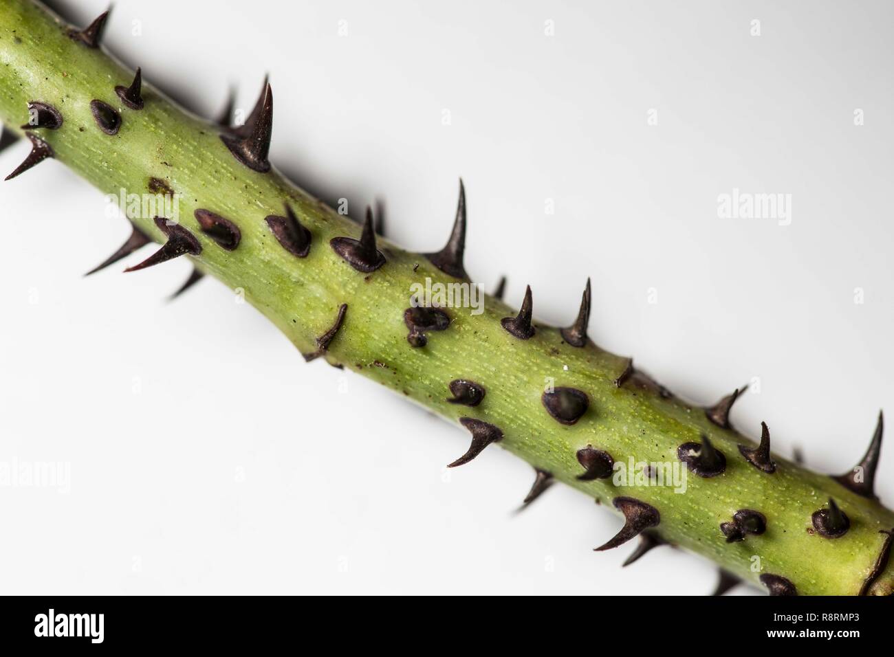 Sharp spiky spike thorny thorn hires