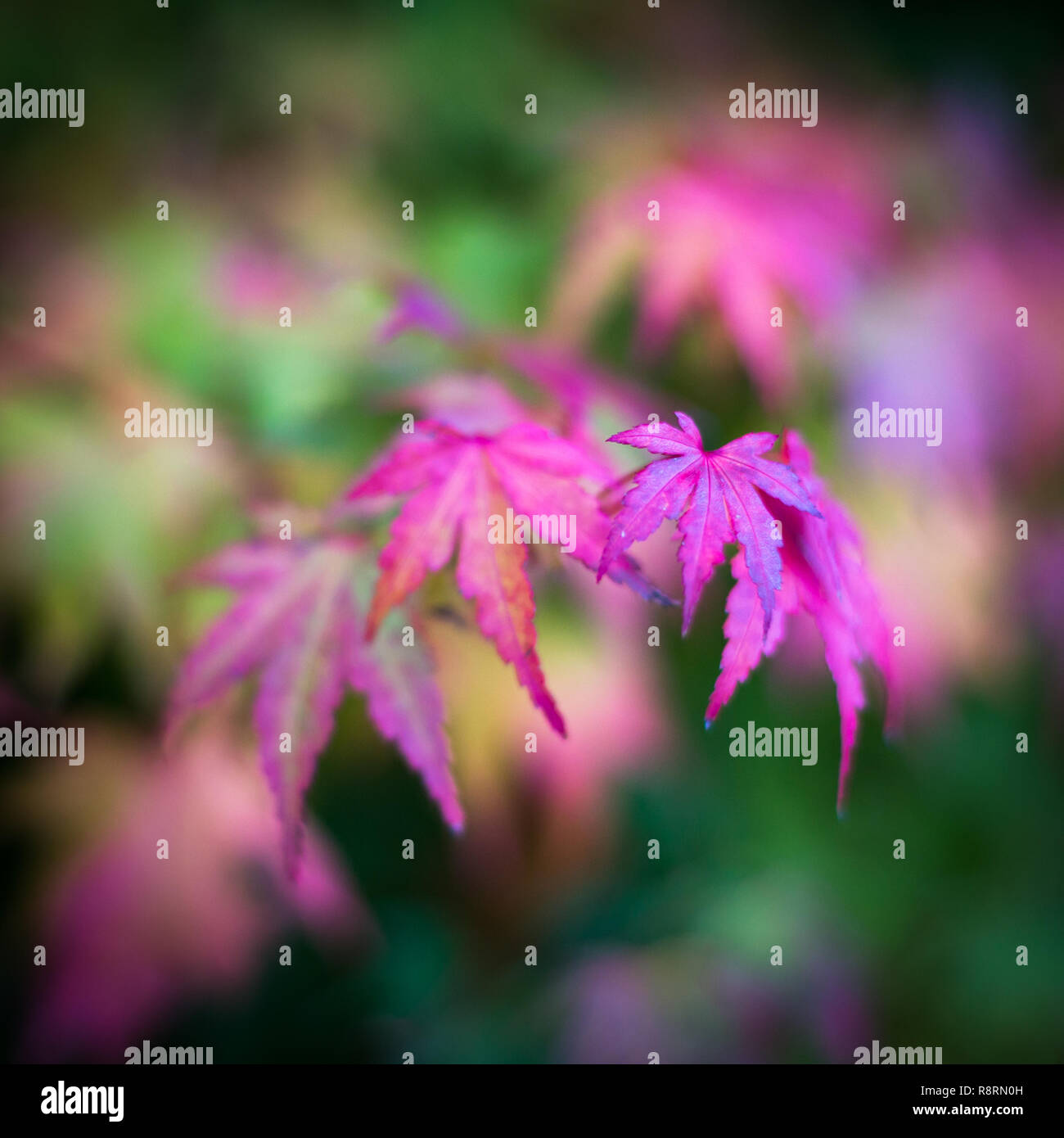 Pink and purple autumn leaves shallow depth of field Stock Photo