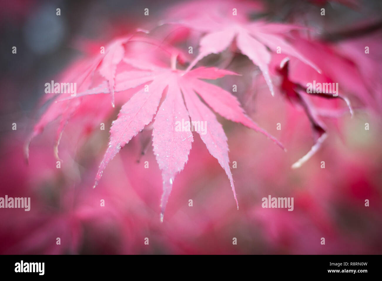 Pink autumn leaves very shallow depth of field Stock Photo