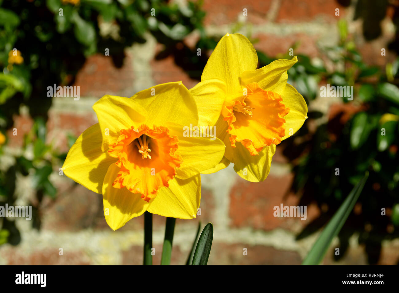 Daffodils Latin name Narcissus Gold Medal flowers Stock Photo Alamy